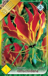 gloriosa-rotschildiana