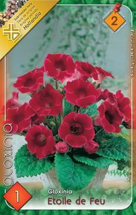 gloxinia-etoile-de-feu - 2016 bulbi de primavara