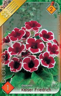 gloxinia-kaiser-friedrich