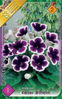 gloxinia-kaiser-wilhelm