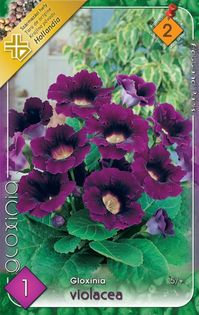 gloxinia-violacea