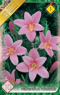 habranthus - 2016 bulbi de primavara