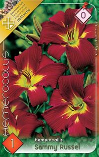 hemerocallis-sammy-russel - 2016 bulbi de primavara