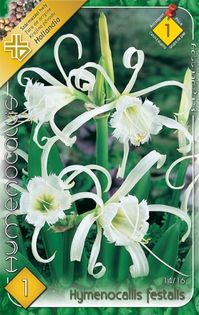 hymenocallis - 2016 bulbi de primavara