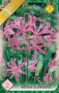 nerine-bowdenii