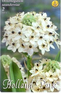 Ornithogalumsaundersiae