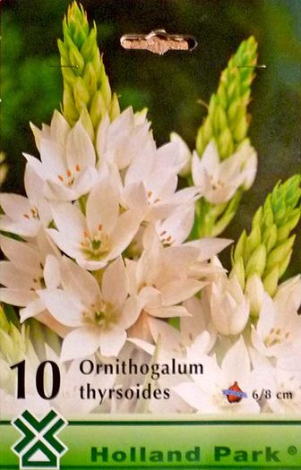 Ornithogalum-thyrsoides - 2016 bulbi de primavara