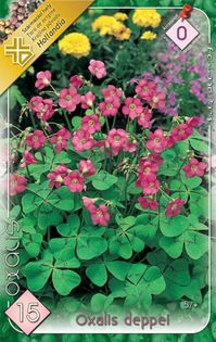 oxalis-deppei
