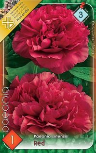paeonia-red