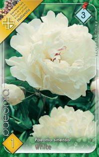 paeonia-white