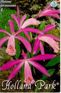 Pleione_1