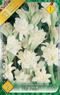 polianthes-tuberosa