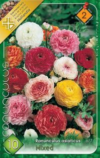 ranunculus-asiatic-mix