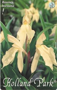 Roscoea_1