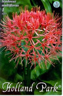 Scadoxus_1