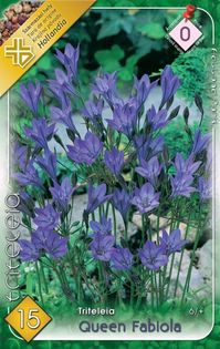 triteleia