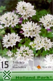 Triteleiahyacintha_1