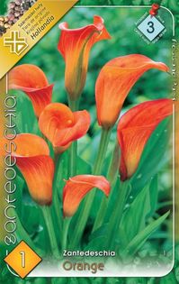 zantedeschia-orange