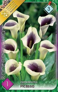 zantedeschia-picasso