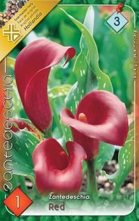 zantedeschia-red