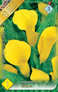 zantedeschia-yellow - 2016 bulbi de primavara