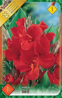 canna-red - 2016 bulbi de primavara