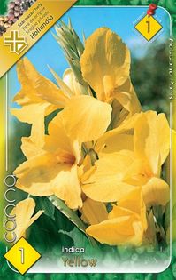 canna-yellow