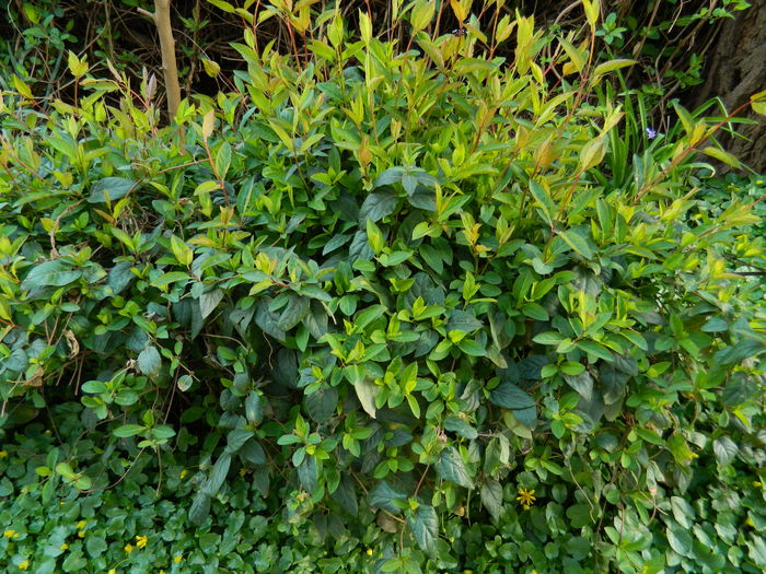 DSCN1725 - 2016 MARTIE 3