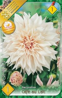 Cafe-au-Lait - 2016-bulbi de dalii