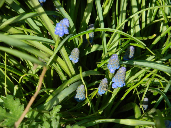 DSCN2699 - 2016 MARTIE 3