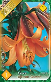 longiflorum-african-queen