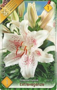 oriental-extravaganza