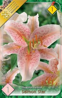 oriental-salmon-star