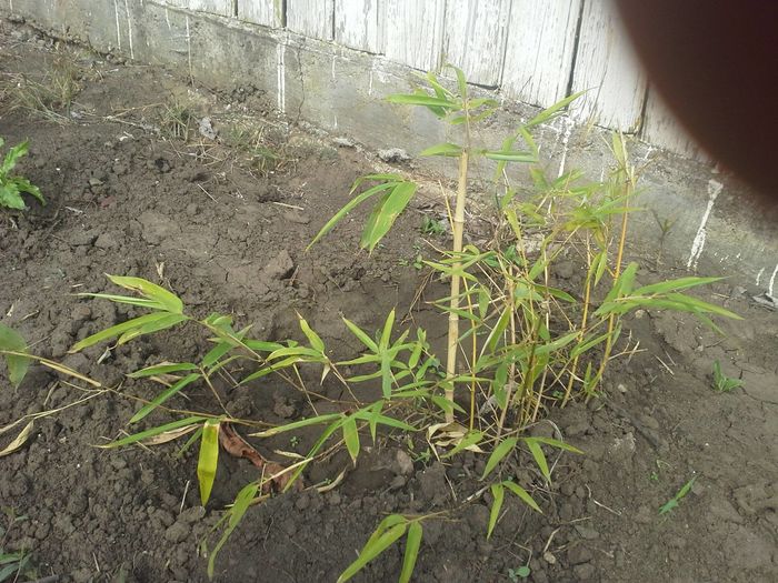 Fargesia Rufa rezistent la clima din tara noastra.; Bambus plantat in anul 2015
