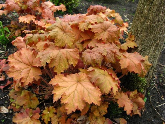 heuchera-kassandra_ - Hosta si Heuchere-achizitii