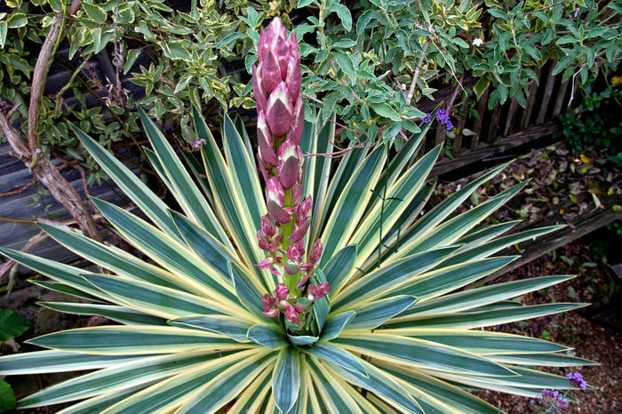 Yucca_gloriosa_variegata_