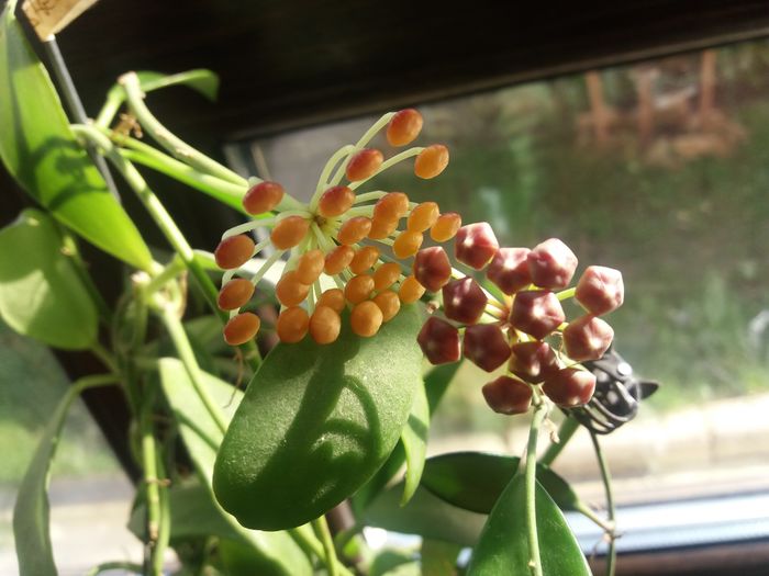 rosarioaie si david cumingi