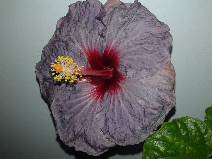 20160324_234946 - Hibiscus Confederate Heart