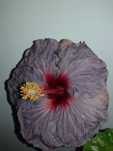 20160324_234938 - Hibiscus Confederate Heart