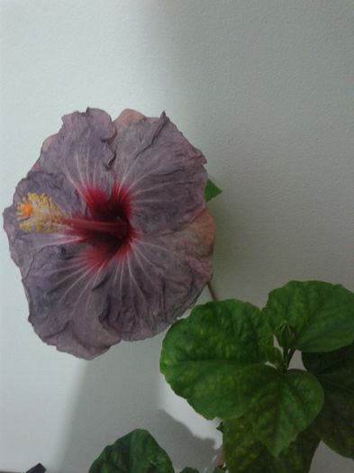 20160324_234930 - Hibiscus Confederate Heart