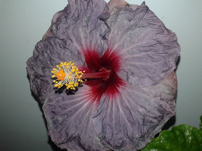 20160324_234923 - Hibiscus Confederate Heart