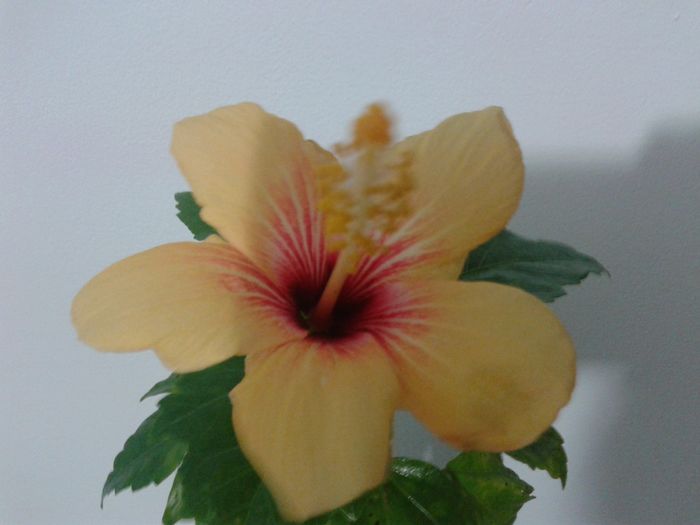 20160324_191108 - Hibiscus Cuban Variety