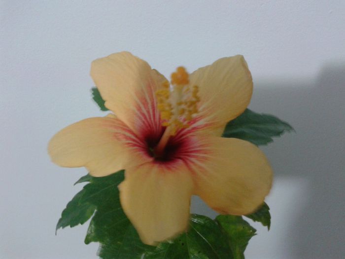 20160324_191104 - Hibiscus Cuban Variety