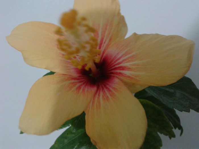 20160324_191049 - Hibiscus Cuban Variety