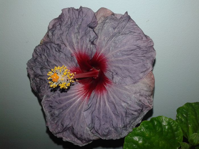 20160324_234911 - Hibiscus Confederate Heart