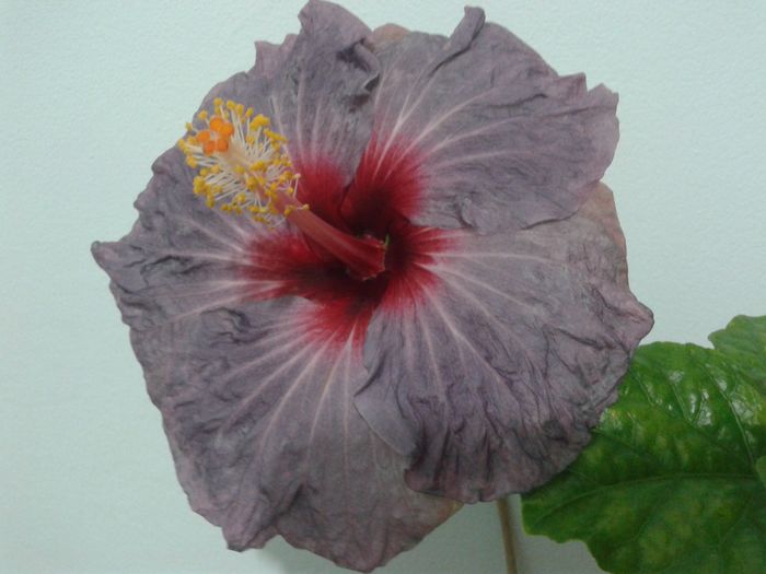 20160324_191223 - Hibiscus Confederate Heart