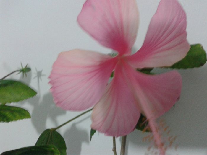 20160324_190934 - HIBISCUS 2016