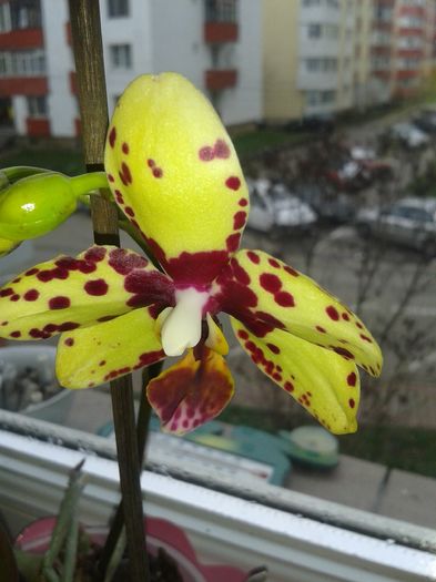 20160325_102208 - PRIMAVARA SUFLETULUI MEU