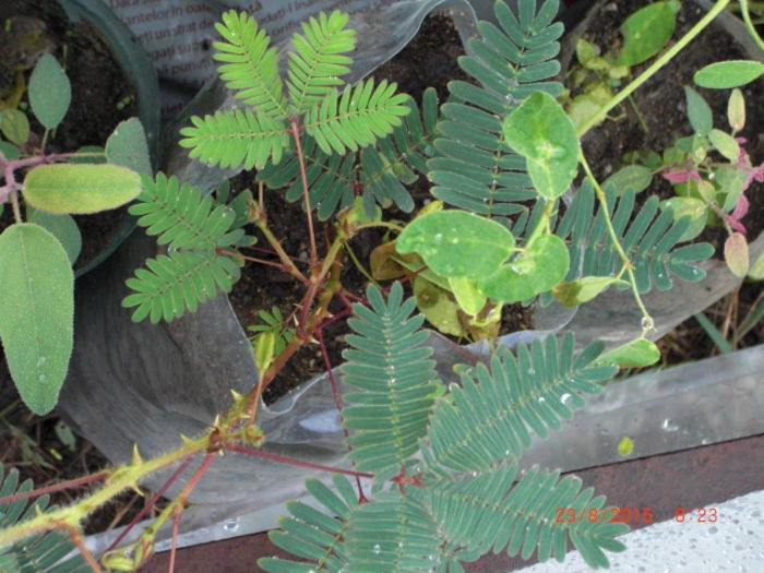 Mimosa Pudica