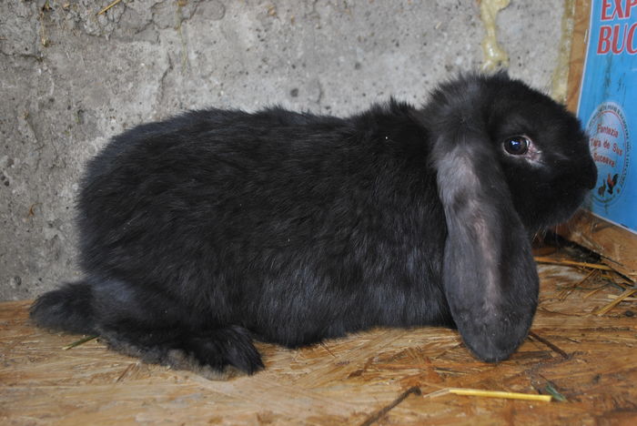 mascul BG negru - poze pentru Faliboga